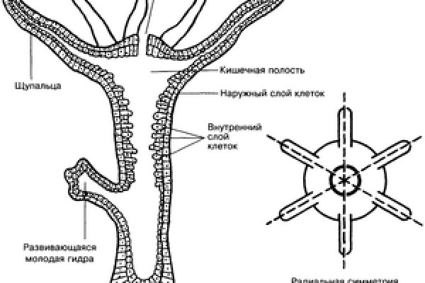 Блэк спрут поддержка